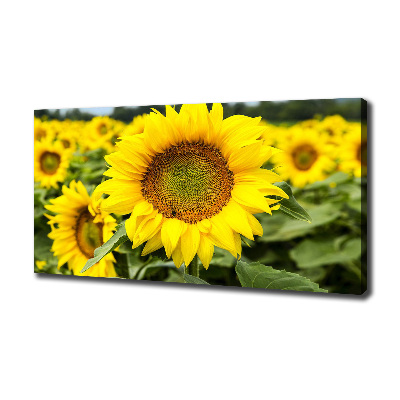 Cuadro canvas con impresión uv duradera horizontal Un campo de girasoles
