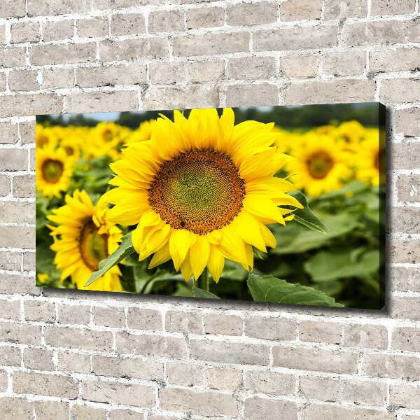 Cuadro canvas con impresión uv duradera horizontal Un campo de girasoles