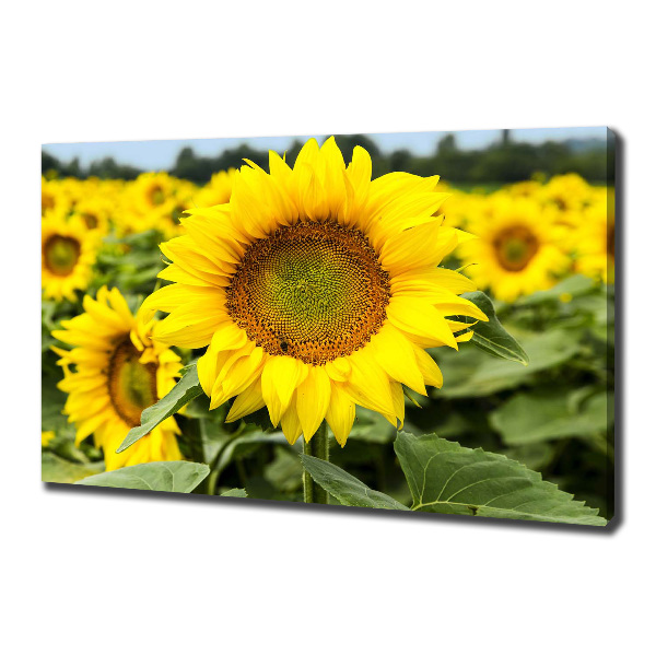 Cuadro canvas con impresión uv duradera horizontal Un campo de girasoles
