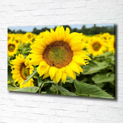 Cuadro canvas con impresión uv duradera horizontal Un campo de girasoles