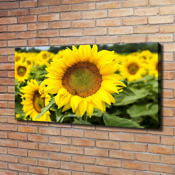 Cuadro canvas con impresión uv duradera horizontal Un campo de girasoles