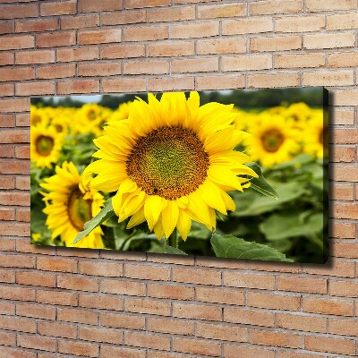 Cuadro canvas con impresión uv duradera horizontal Un campo de girasoles