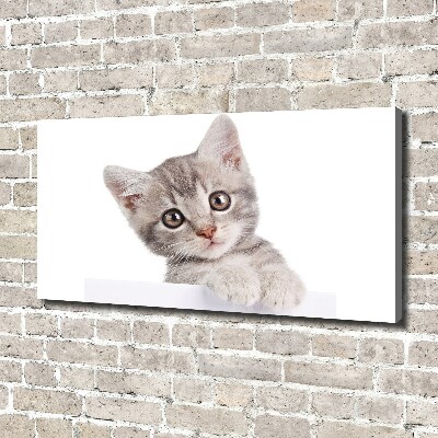 Cuadro canvas con impresión uv duradera horizontal gato gris