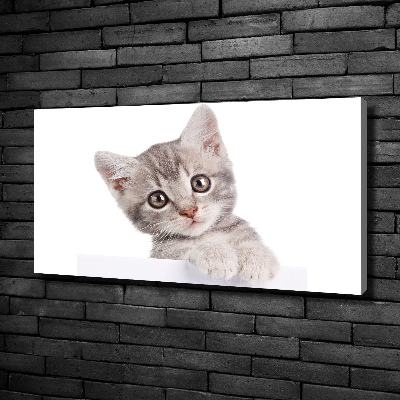 Cuadro canvas con impresión uv duradera horizontal gato gris