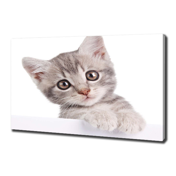 Cuadro canvas con impresión uv duradera horizontal gato gris