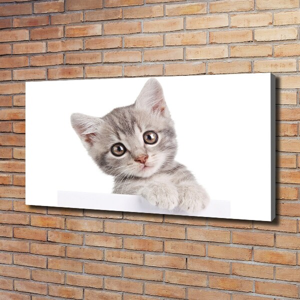 Cuadro canvas con impresión uv duradera horizontal gato gris