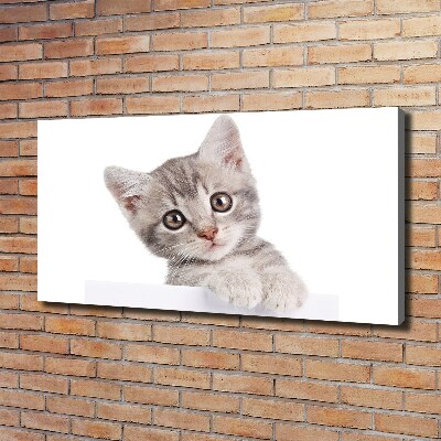 Cuadro canvas con impresión uv duradera horizontal gato gris