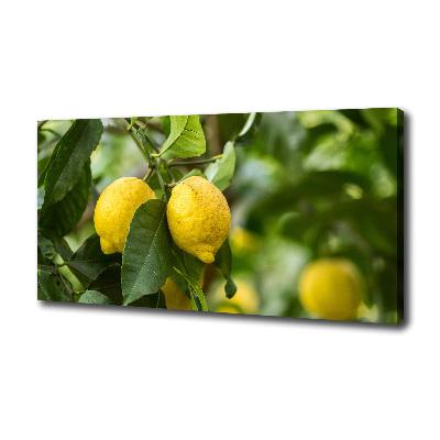 Cuadro canvas con impresión uv duradera horizontal Limones en el árbol