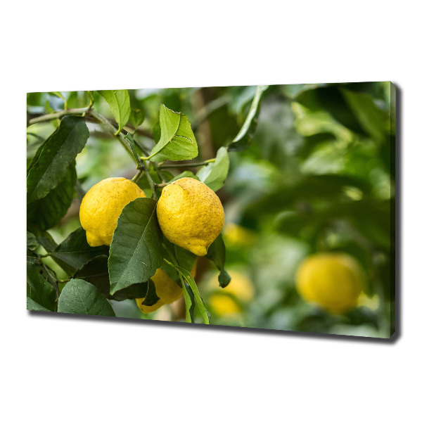 Cuadro canvas con impresión uv duradera horizontal Limones en el árbol