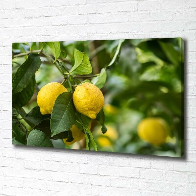 Cuadro canvas con impresión uv duradera horizontal Limones en el árbol