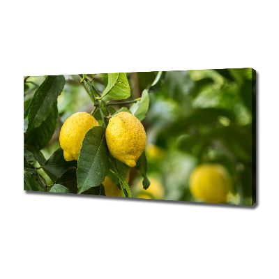Cuadro canvas con impresión uv duradera horizontal Limones en el árbol