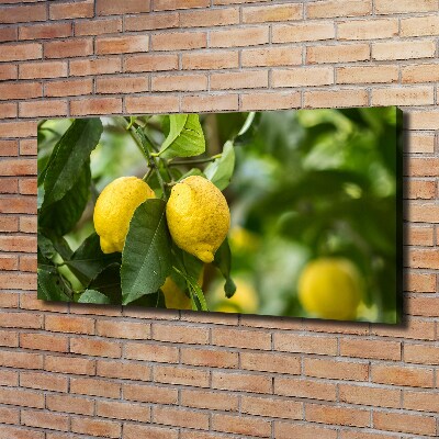 Cuadro canvas con impresión uv duradera horizontal Limones en el árbol