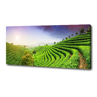 Cuadro canvas con impresión uv duradera horizontal Plantación de té