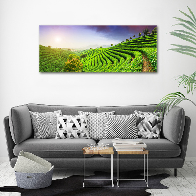 Cuadro canvas con impresión uv duradera horizontal Plantación de té