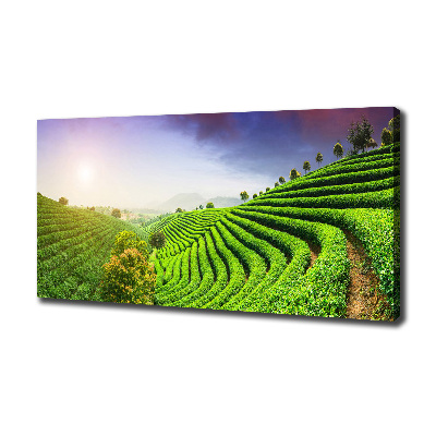 Cuadro canvas con impresión uv duradera horizontal Plantación de té