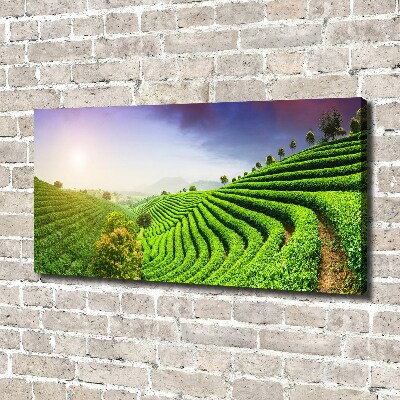 Cuadro canvas con impresión uv duradera horizontal Plantación de té