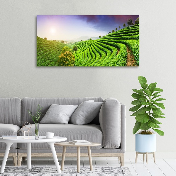 Cuadro canvas con impresión uv duradera horizontal Plantación de té