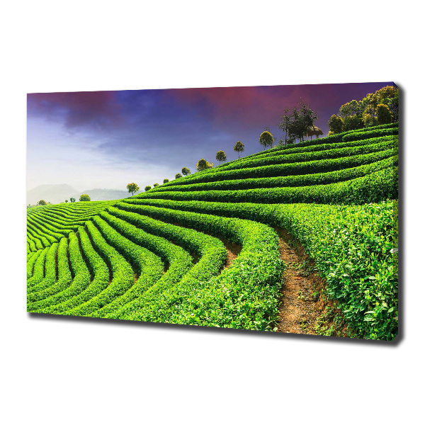 Cuadro canvas con impresión uv duradera horizontal Plantación de té