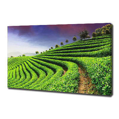Cuadro canvas con impresión uv duradera horizontal Plantación de té