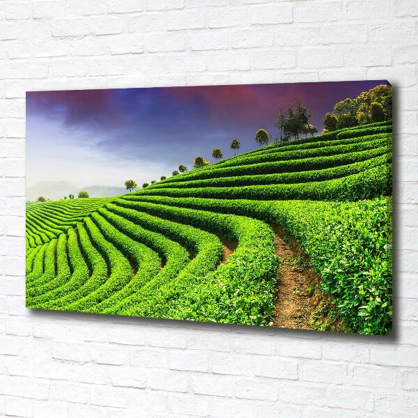 Cuadro canvas con impresión uv duradera horizontal Plantación de té