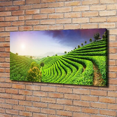 Cuadro canvas con impresión uv duradera horizontal Plantación de té