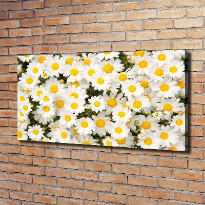 Foto obraz canvas Stokrotki