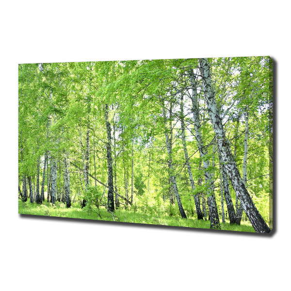 Cuadro canvas moderno de gran formato horizontal bosque de abedules