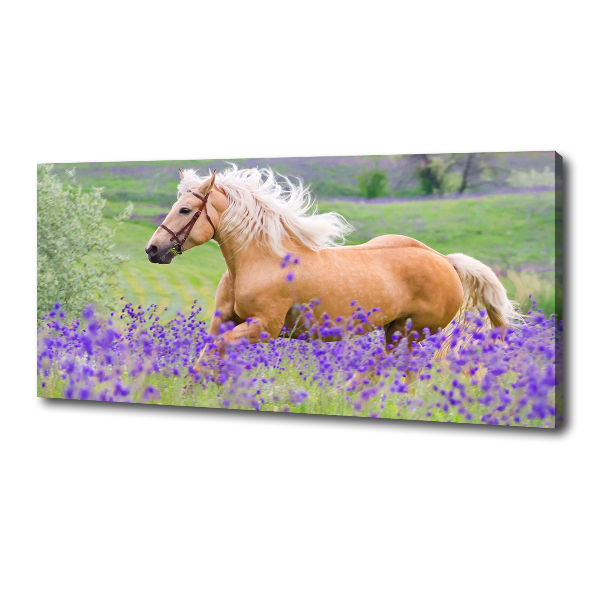 Foto en lienzo con acabado profesional horizontal Un caballo en un campo de lavanda.