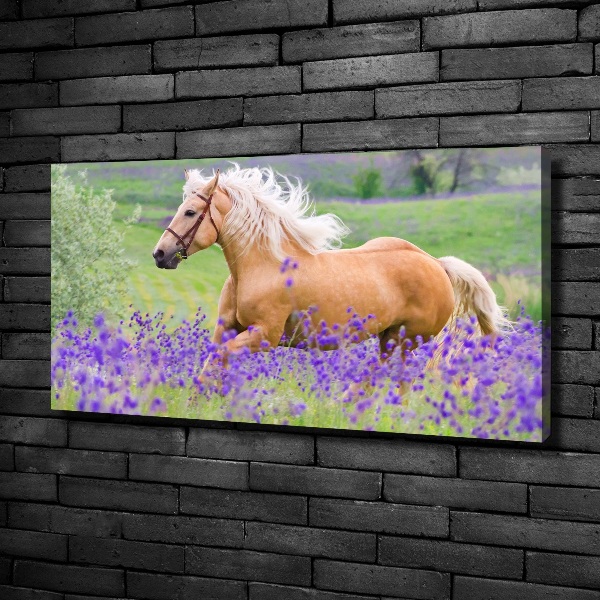 Foto en lienzo con acabado profesional horizontal Un caballo en un campo de lavanda.