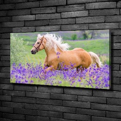 Foto en lienzo con acabado profesional horizontal Un caballo en un campo de lavanda.