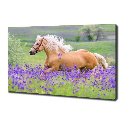 Foto en lienzo con acabado profesional horizontal Un caballo en un campo de lavanda.