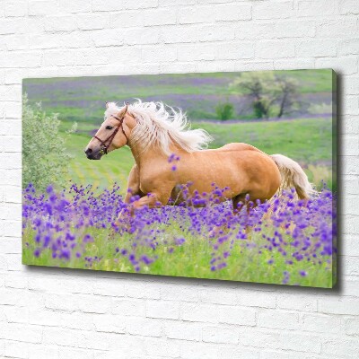 Foto en lienzo con acabado profesional horizontal Un caballo en un campo de lavanda.