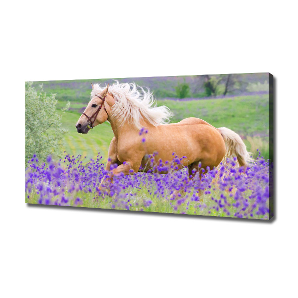 Foto en lienzo con acabado profesional horizontal Un caballo en un campo de lavanda.