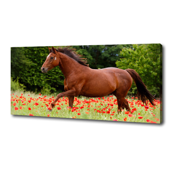 Cuadro canvas con impresión uv duradera horizontal Un caballo en un campo de amapolas.