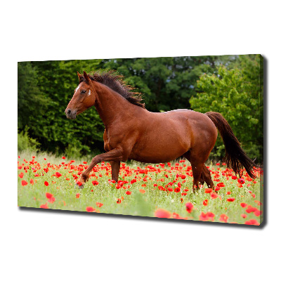 Cuadro canvas con impresión uv duradera horizontal Un caballo en un campo de amapolas.