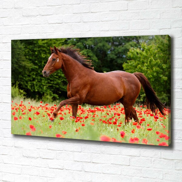 Cuadro canvas con impresión uv duradera horizontal Un caballo en un campo de amapolas.