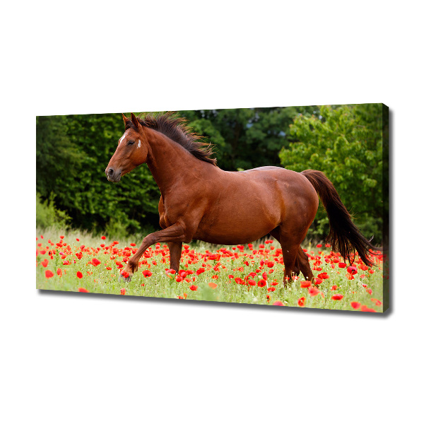 Cuadro canvas con impresión uv duradera horizontal Un caballo en un campo de amapolas.