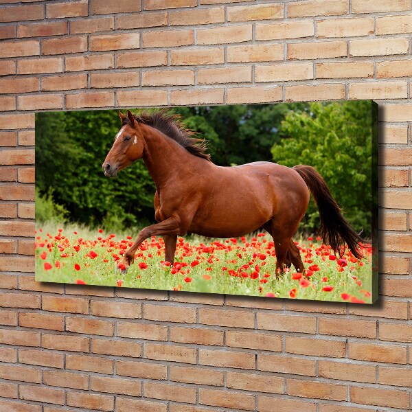 Cuadro canvas con impresión uv duradera horizontal Un caballo en un campo de amapolas.