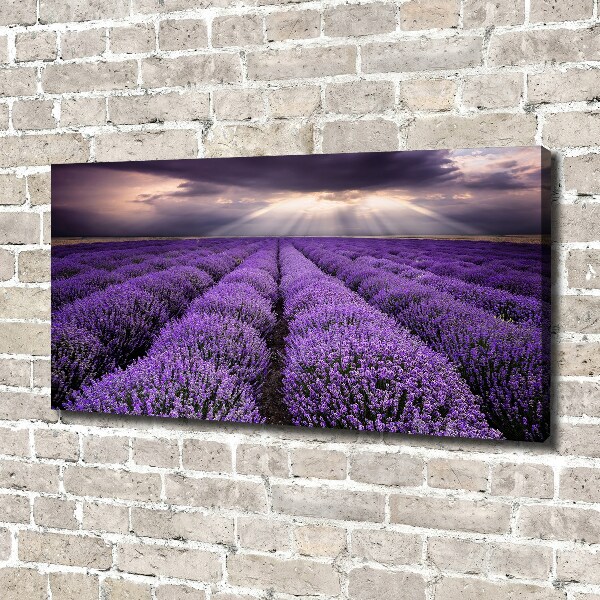 Fotocuadro en lienzo de alta calidad horizontal campo de lavanda