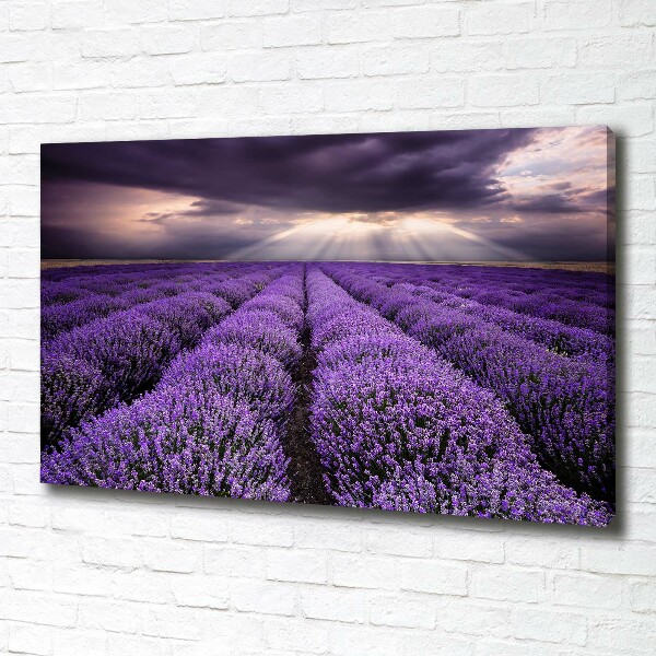 Fotocuadro en lienzo de alta calidad horizontal campo de lavanda