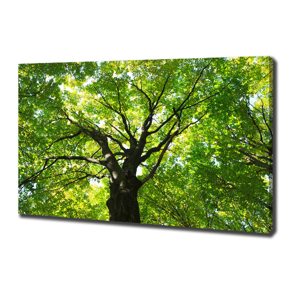 Cuadro canvas moderno de gran formato horizontal Bosque verde