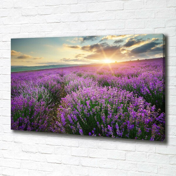Fotocuadro en lienzo de alta calidad horizontal campo de lavanda