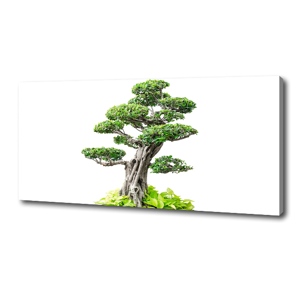 Cuadro canvas moderno de gran formato horizontal Árbol bonsái