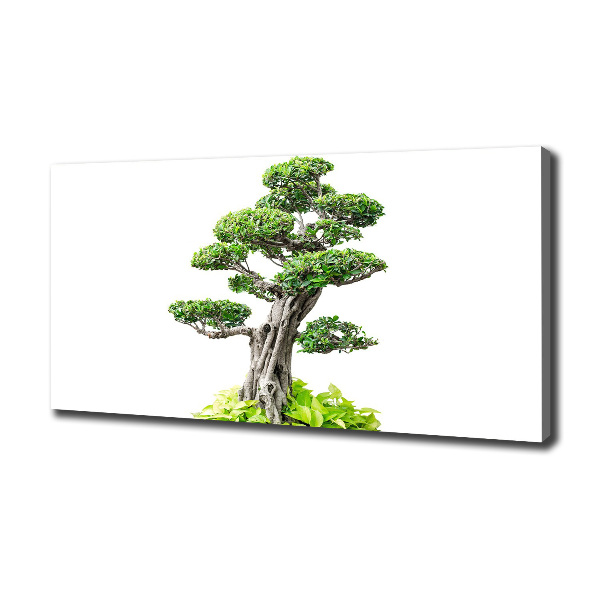 Cuadro canvas moderno de gran formato horizontal Árbol bonsái