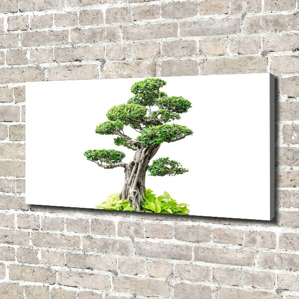Cuadro canvas moderno de gran formato horizontal Árbol bonsái