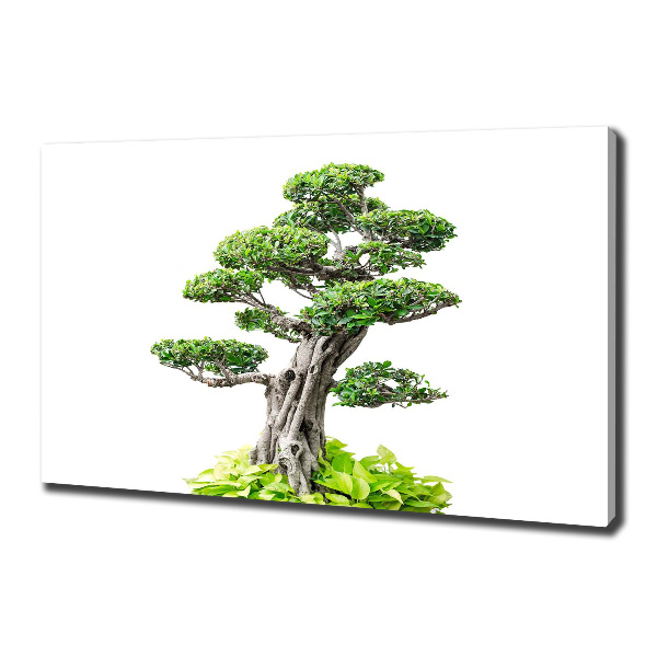 Cuadro canvas moderno de gran formato horizontal Árbol bonsái