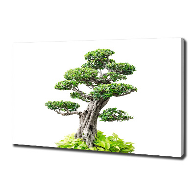 Cuadro canvas moderno de gran formato horizontal Árbol bonsái