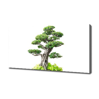 Cuadro canvas moderno de gran formato horizontal Árbol bonsái
