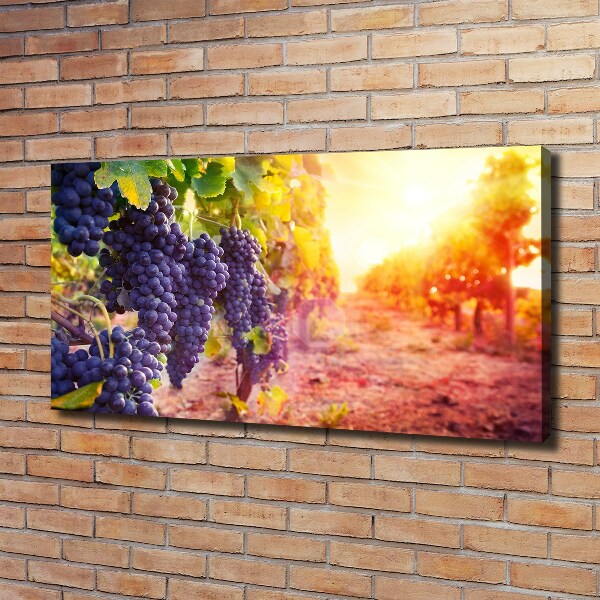 Foto obraz canvas Winorośle