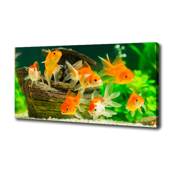 Cuadro canvas moderno de gran formato horizontal Pez de colores